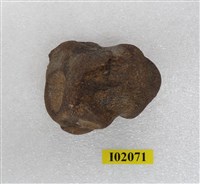 藏品(馬來長吻鱷脊椎骨化石)的圖片